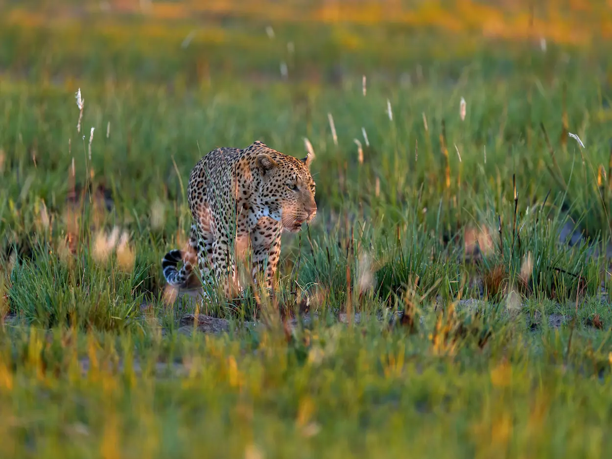 hwange-national-park-leopard-zimbabwe-luxury-safari