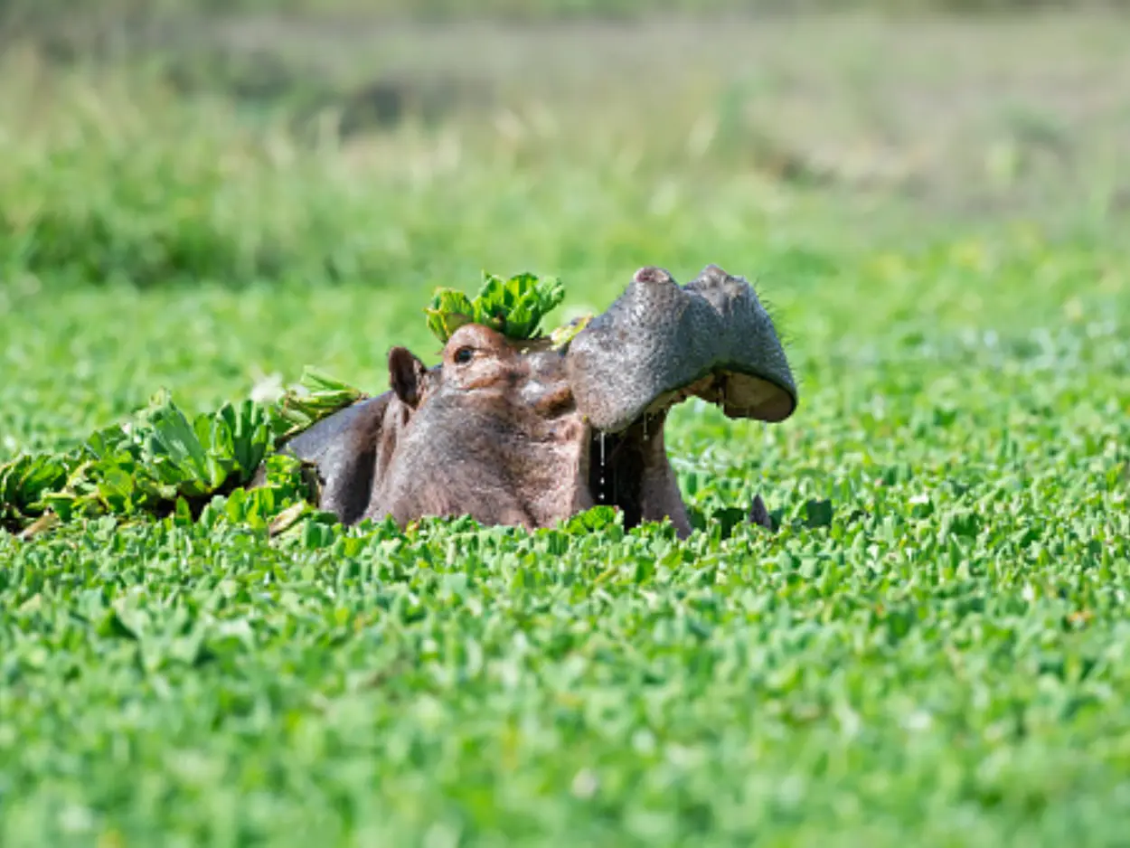 kafue-national-park-hippo-in-water-lilies