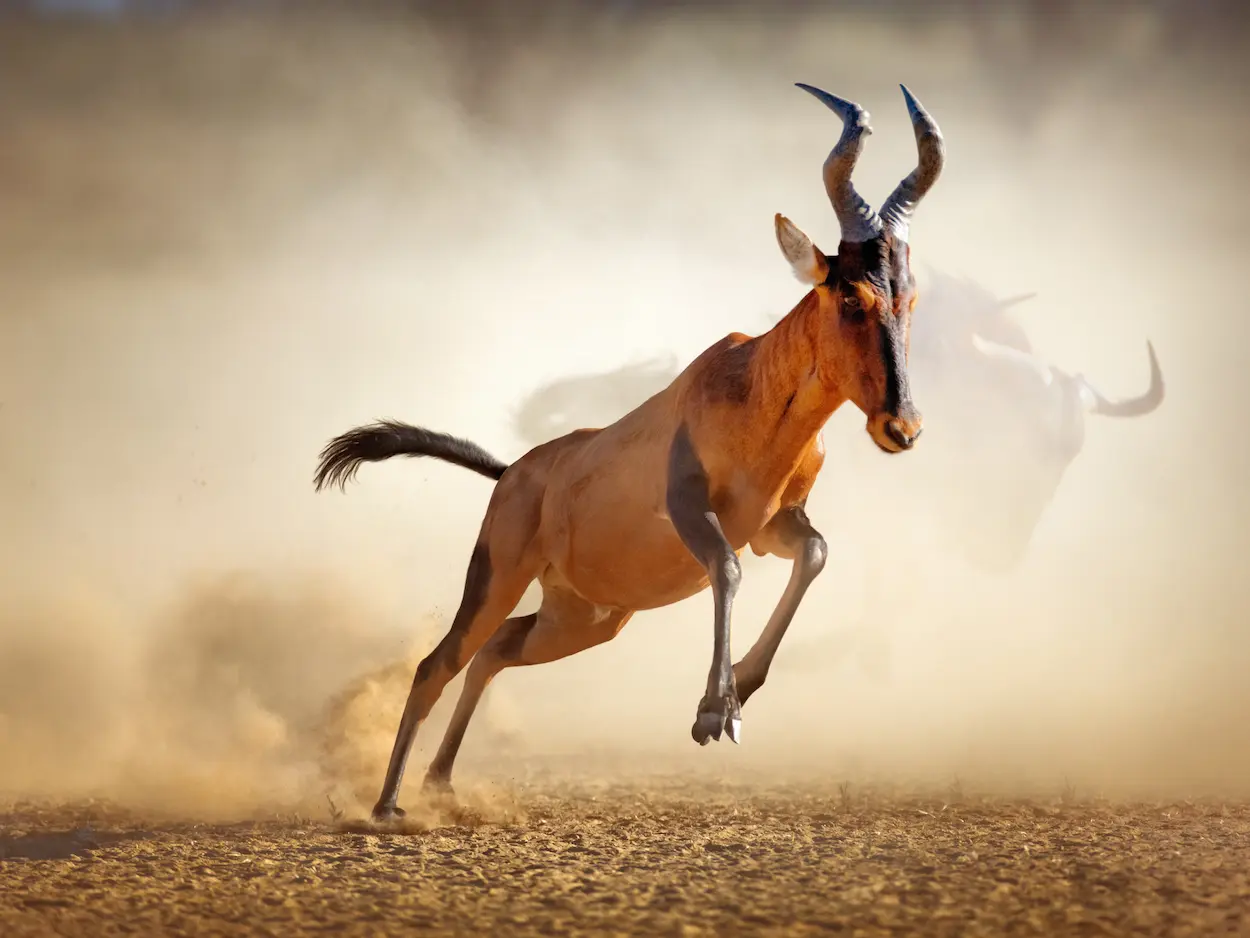 linyanti-red-hartebeest-luxury-vacation