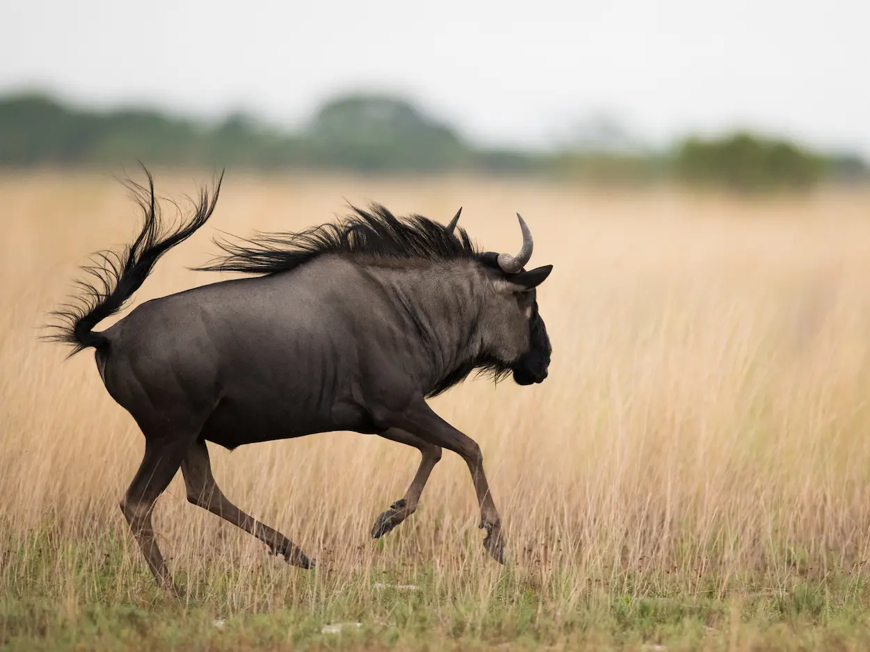 liuwa-plains-wildebeest-migration-zambia
