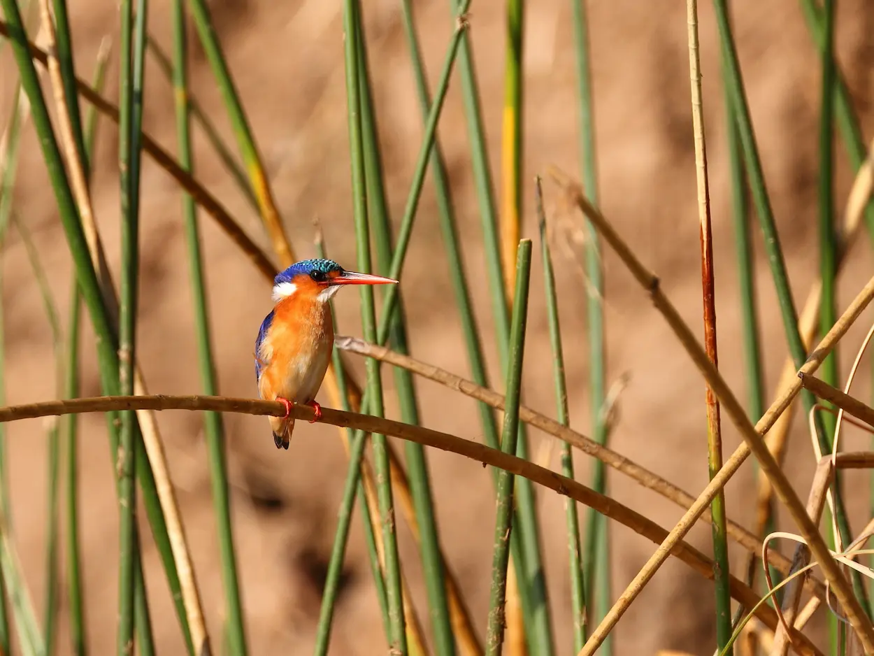 lower-zambezi-national-park-colorful-kingfisher-wetlands