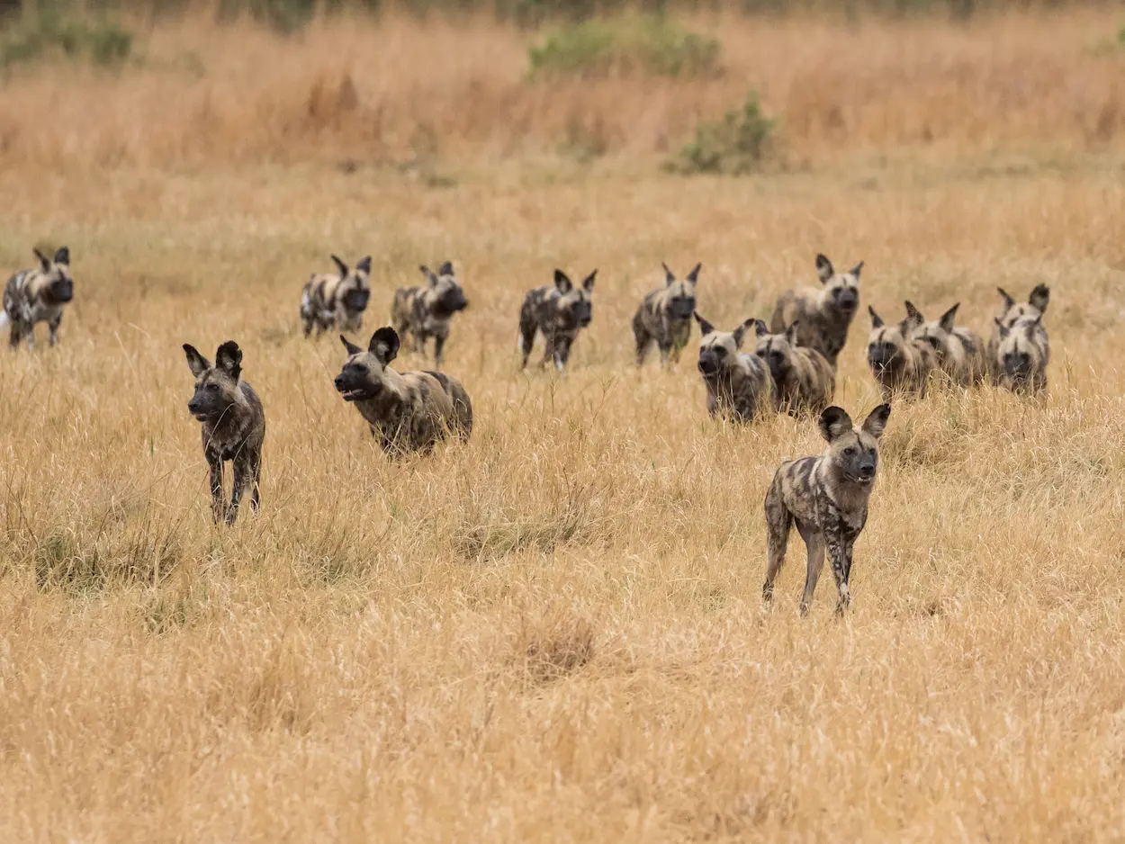 makgadikgadi-wild-dog-game-viewing-luxury-holiday