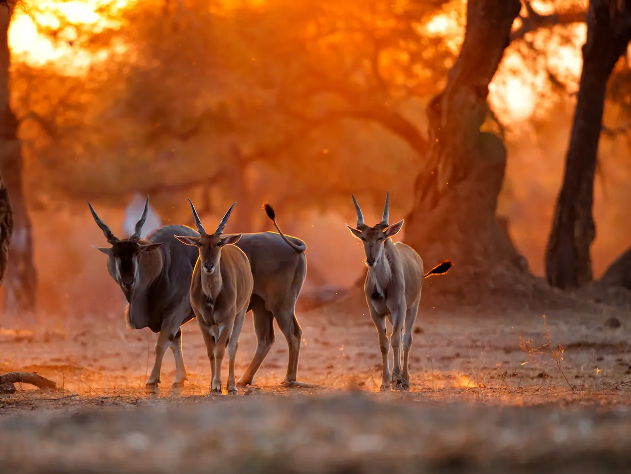 mana-pools-national-park-zimbabwe-sunset-wildlife-luxury-safari