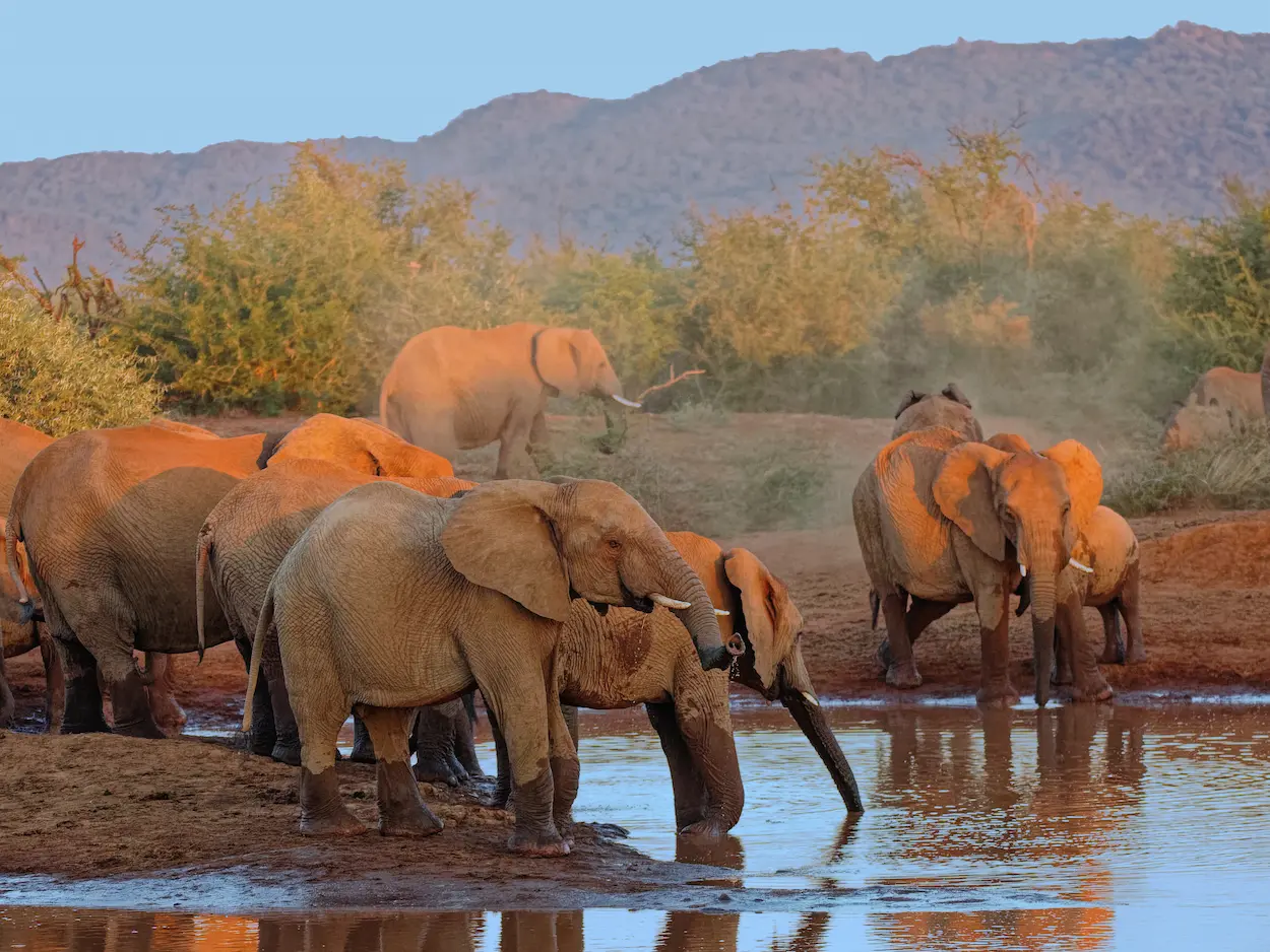 south-africa-north-west-province-madikwe-elephant-game-viewing
