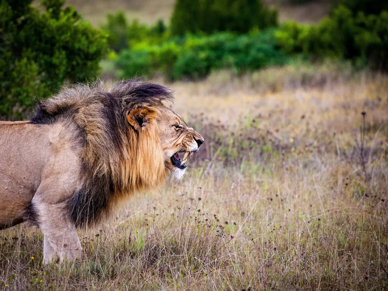 south-africa-northern-cape-freestate-black-maned-lion-wildlife