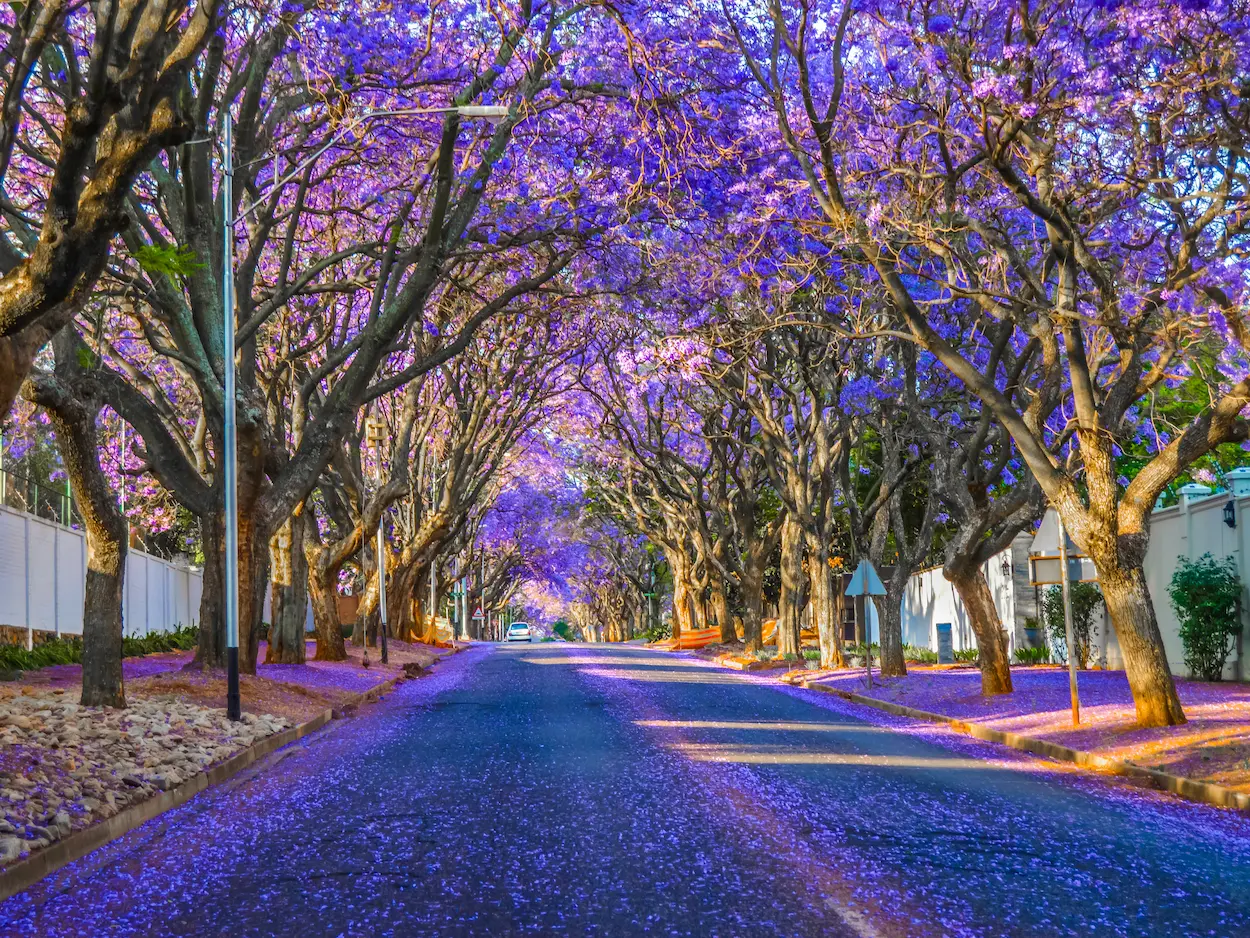 south-africa-pretoria-jacarandas