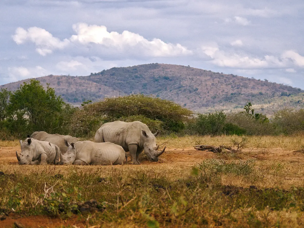 south-africa-zululand-hluhluwe-imfolozi-rhino-conservation-sustainability