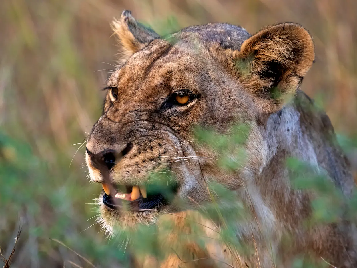 zambia-south-luangwa-lioness-close-up