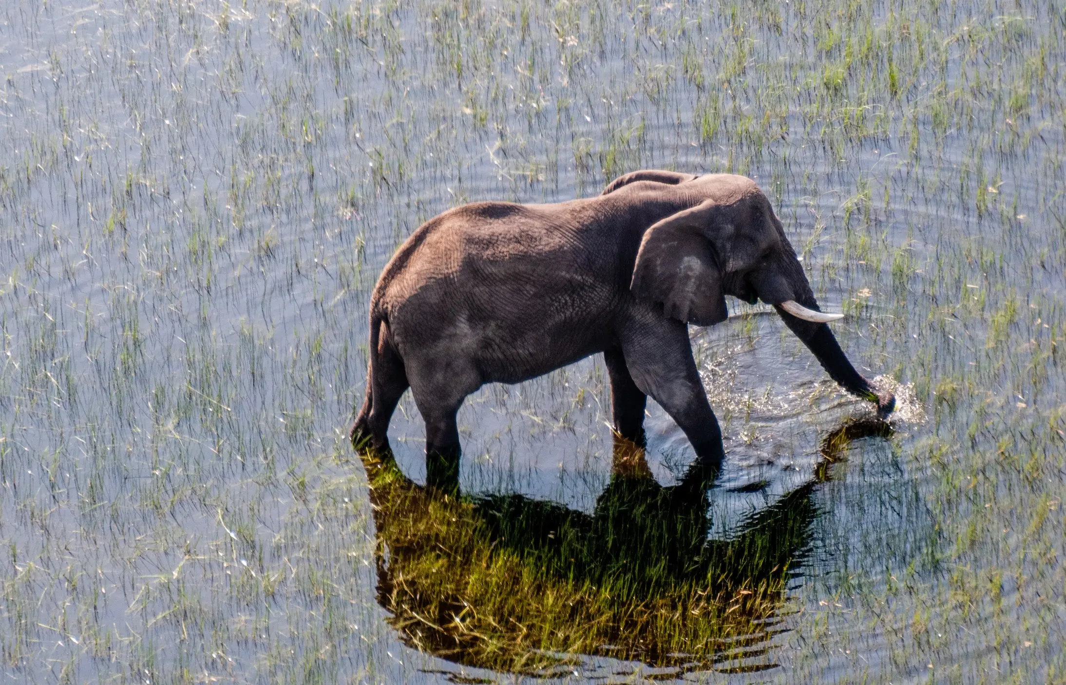African elephant wading through the flooded grasslands of the Okavango Delta in Botswana