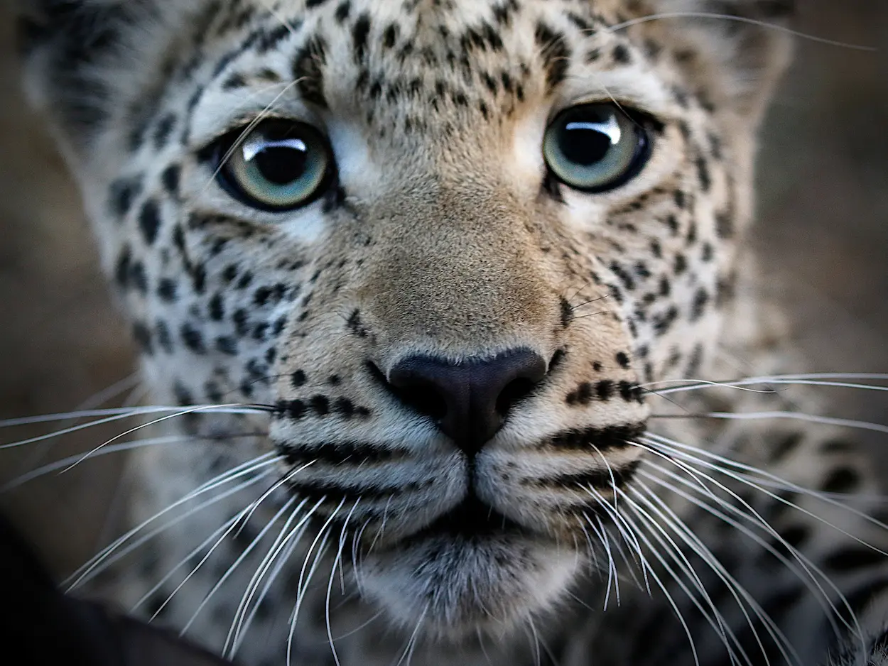 Close-up of a leopard’s face with intense eyes and detailed whiskers in soft natural light, Southern Africa